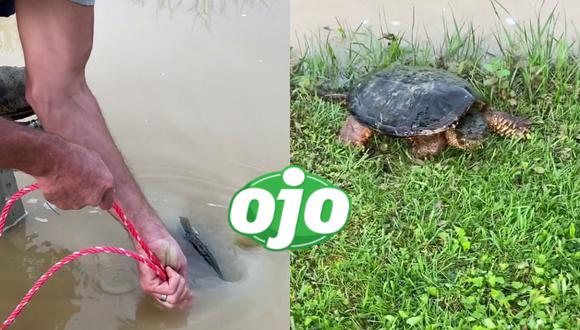 Un hombre rescató a una tortuga atrapada en un estanque inundado; sin embargo, su acto de buena fe no estuvo exento de críticas. | Crédito: @zebadiah528 / TikTok