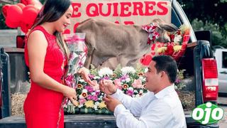 Hombre enamorado propone matrimonio con un becerro como regalo | FOTOS