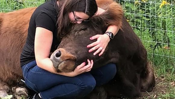 Abrazar una vaca es bueno para la salud mental, está comprobado.