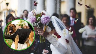 Mujer decide adelantar su boda luego que confirmaran enfermedad mortal a su perro 
