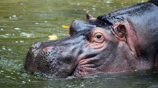 Hipopótamo ‘permite’ a un pato comer de su boca y causa furor en las redes