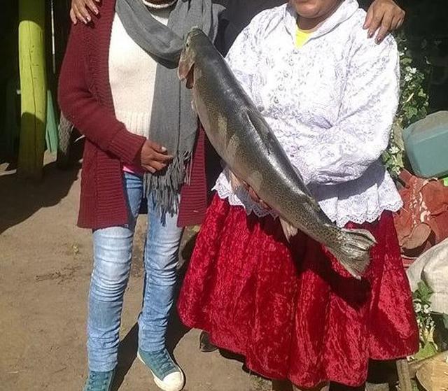 ​Cusco: Conoce a las truchas gigantes de Langui [FOTOS]