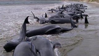 Hallan veintena de delfines muertos en el litoral y pueden contagiar virus