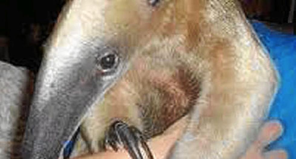 Oso aparece en baño de centro comercial | LOCOMUNDO | OJO