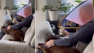 El video donde un hombre usa un cono para que su perro “se sienta menos solo después de su cirugía”