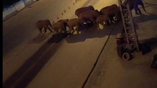 Manada de elefantes salvajes invade ciudades y toma las calles