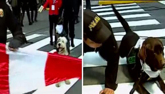 Policía canina no desfilará en Gran Parada Militar │VÍDEO