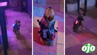 Bar usa a perrito como seguridad y se vuelve viral