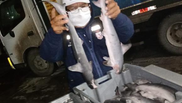 Lambayeque: incautan 230 kilos de tiburón martillo que era comercializado de manera ilegal (Foto: Gore Lambayeque)