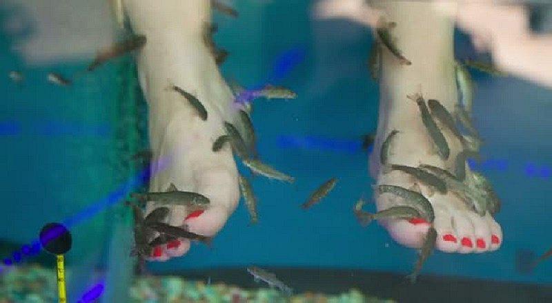 Se hizo pedicure con peces y terminó perdiendo todos los dedos de su pie