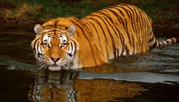 Culpa humana: tigre se extingue en el manglar más grande del planeta