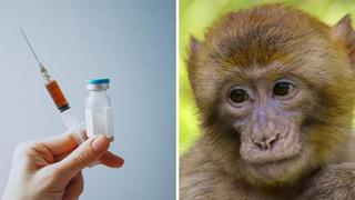 Vacuna contra la COVID-19 probada en monos dio resultados positivos y produce fuerte inmunidad 