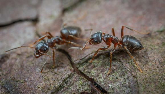 El grupo de hormigas apareció trabajando conjuntamente por el bien de la colonia. (Foto referencial - Pexels)
