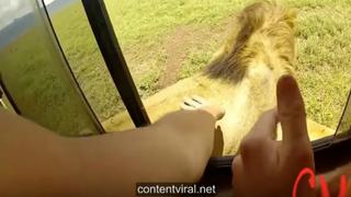 Casi no la cuenta: turista abre la ventana de su auto para acariciar un león y ocurre lo peor