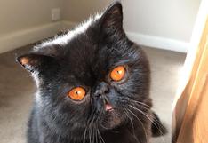 Gremlin, el gato con enormes ojos naranjas que remece Internet