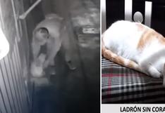 Cámaras registran insólito robo de un gato en vivienda de Trujillo│VIDEO