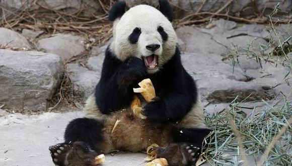 Zoo de Tokio volverá a intentar reproducción asistida de un panda gigante 