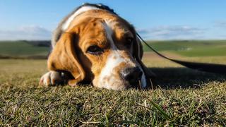 Perro “llora” porque no puede pasear en el parque por el coronavirus | VIDEO
