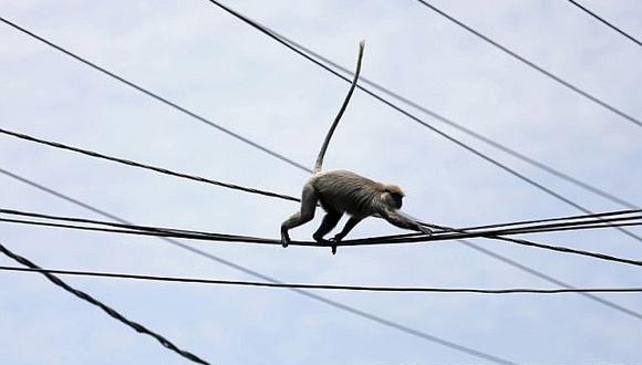 Kenia: Mono provoca un apagón eléctrico en todo el país [VIDEO]