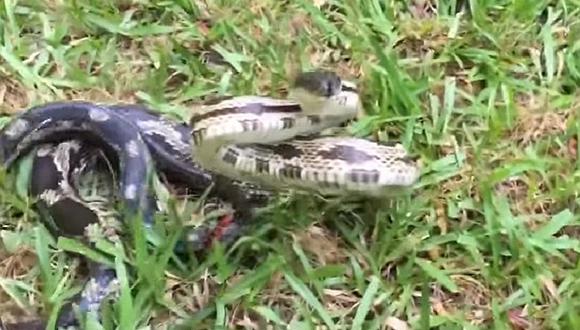 ​YouTube: Graba a serpiente y recibe esta terrible lección [VIDEO]