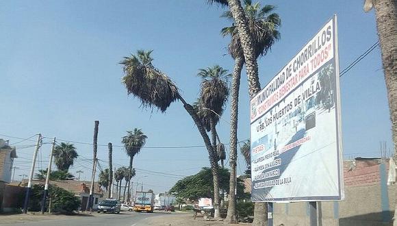 Chorrillos: palmeras están a punto de caer