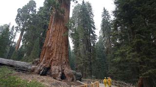 El árbol más grande del mundo está en peligro por incendio forestal en California
