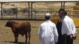 Judíos criarán vaca roja para acercar la redención y el tercer templo 
