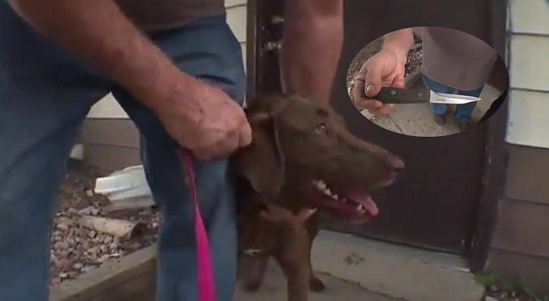 Perrito loco acuchilla a su dueña y esta lo perdona [VIDEO]      