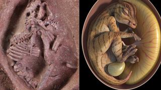 Presentan al embrión fósil de dinosaurio más completo del mundo: Ying Baby