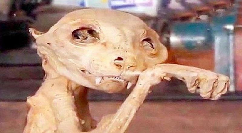 Turquía: Encuentran extraña y misteriosa momia [FOTOS]