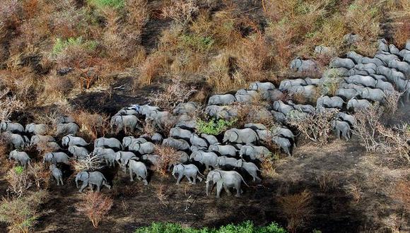 Cincuenta elefantes atemorizan poblado en busca de comida y agua 