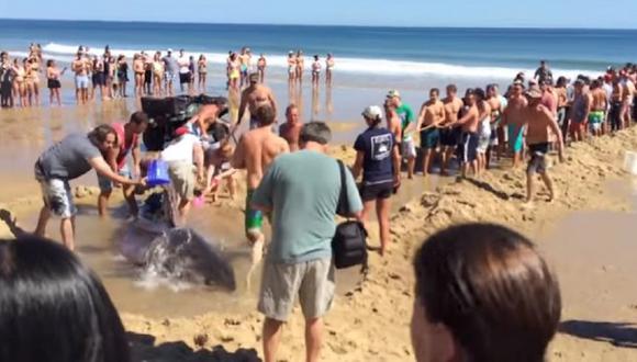 ​YouTube: Bañistas devuelven tiburón al mar pero después muere [VIDEO]