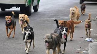 Polémica por propuesta para asesinar a los perros callejeros