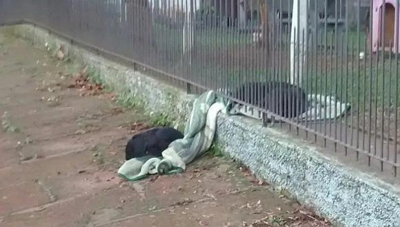 Mascotas: cachorrita que vivió en la calle, hace hermoso gesto con otro perrito (FOTO)