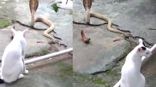 Gato se enfrenta a una cobra y salva a su dueño de una muerte segura en casa l VIDEO