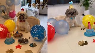 Perro celebra su cumpleaños con su inseparable amigo en adorable video viral