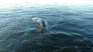 Ballena queda atrapada en red de pescar y la rescatan [VIDEO]   