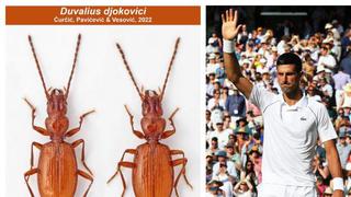 Novak Djokovic es ‘un insecto’: bautizan a nuevo escarabajo con el nombre del tenista