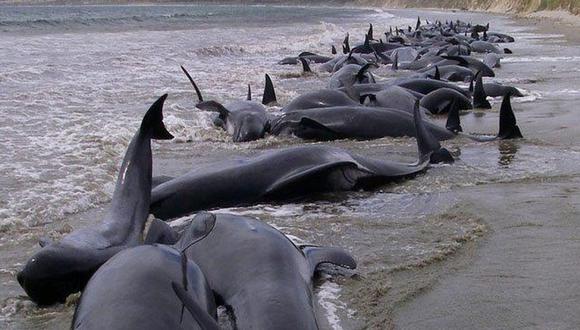 Hallan veintena de delfines muertos en el litoral y pueden contagiar virus