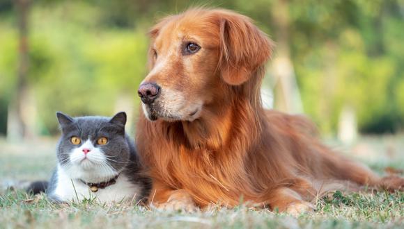 Gato y perro, bellos y nobles animales que alegran a la vida de los humanos.