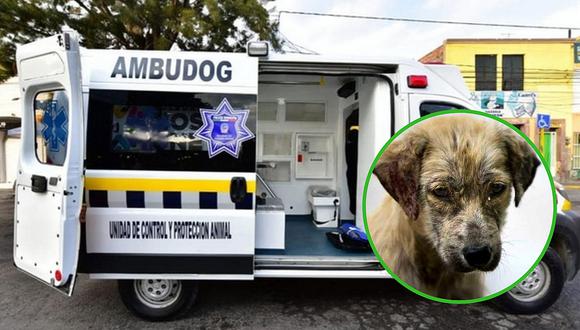 Lanzan "ambudog": una ambulancia que rescata perros y gatos abandonados