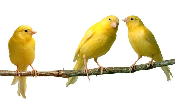 Científicos detectan a los mecanismos que controlan al canto de canarios 