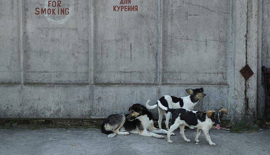 Perros Callejeros en Chernobyl (Foto: Sean Gallup/Getty Images)
