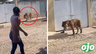 Vecinos son sorprendidos por un tigre caminando por las calles