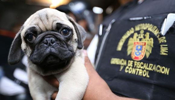 Cercado de Lima: Rescatan cuarenta perros que eran vendidos por catálogo    