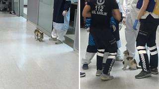 Gata lleva a su cría enferma a emergencia de un hospital y médicos los atienden