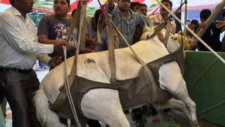 La pata herida del caballo Shaktiman tiene en vilo a la India 