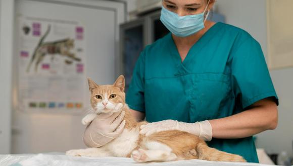 Gato acusado de contagiar a su veterinaria.