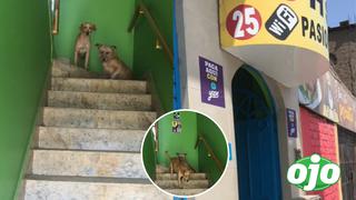 Perrito es ampayado entrando a hostal con su amiga canina pero dueño lo detiene