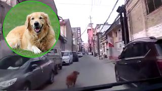 Perrito guía a ambulancia hasta su dueño desmayado (VIDEO)